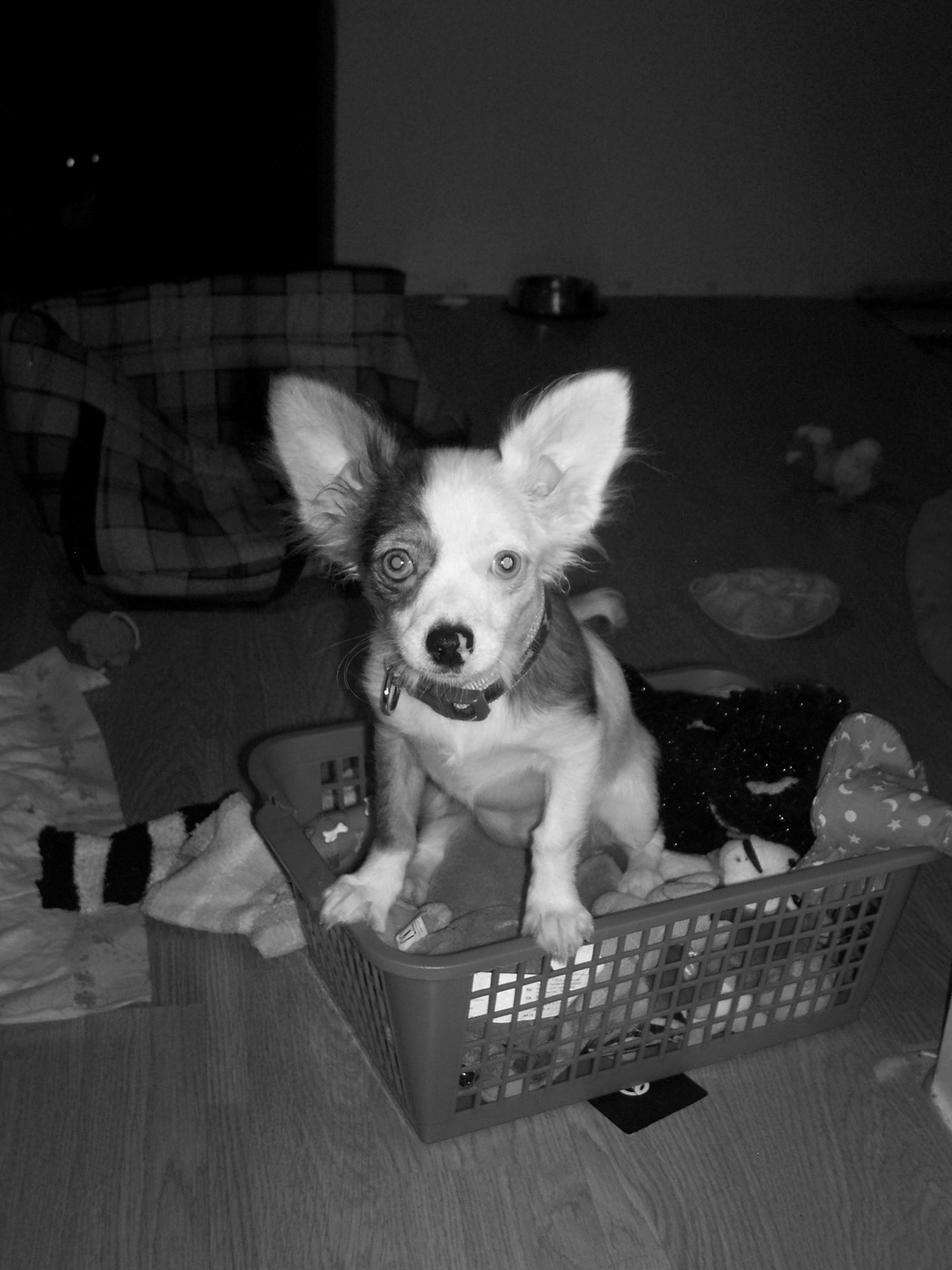 trošku černobílé :)