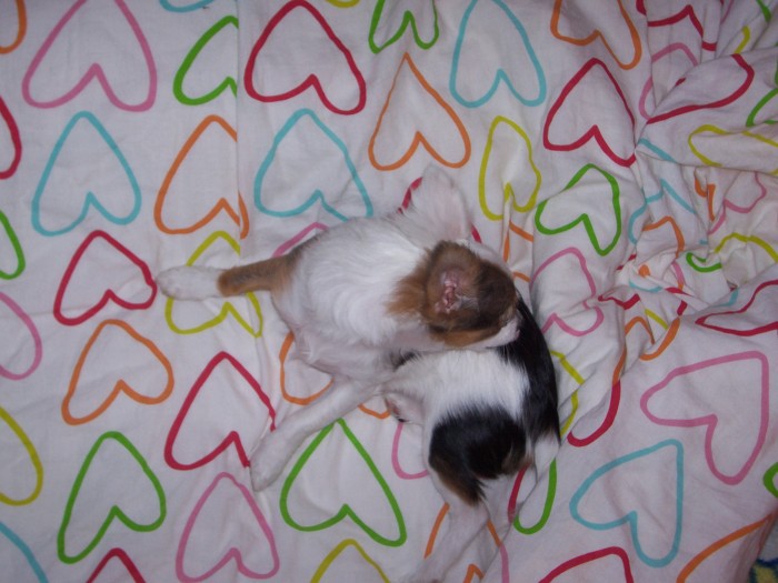 sákra mě něco svědí