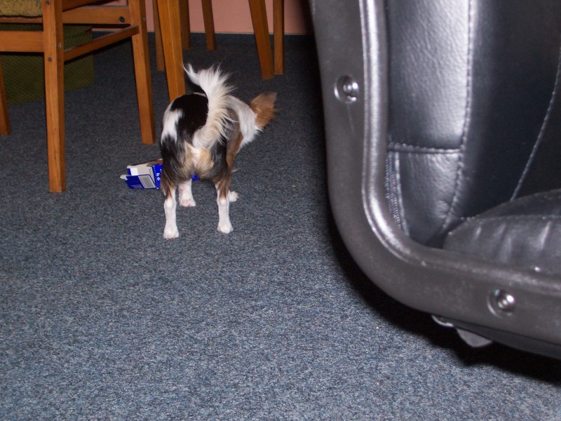 rozcupuju tě během chvíle